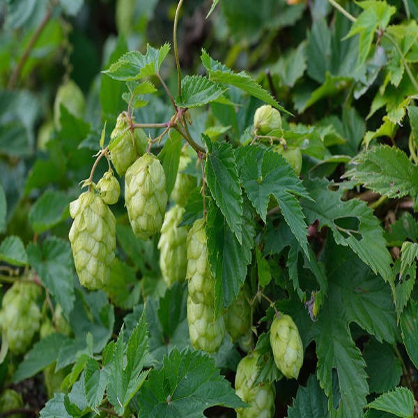 گیاه رازک گیاه رازک